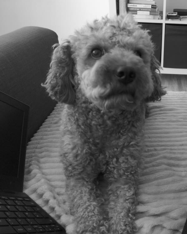 Charlie the dog giving a disapproving look